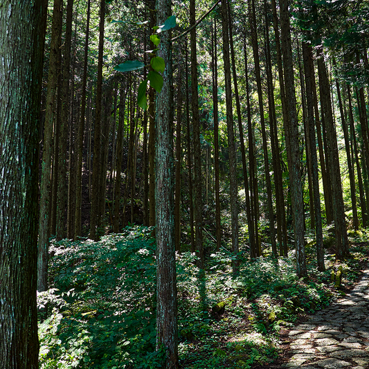 Japanese cypress hand cream